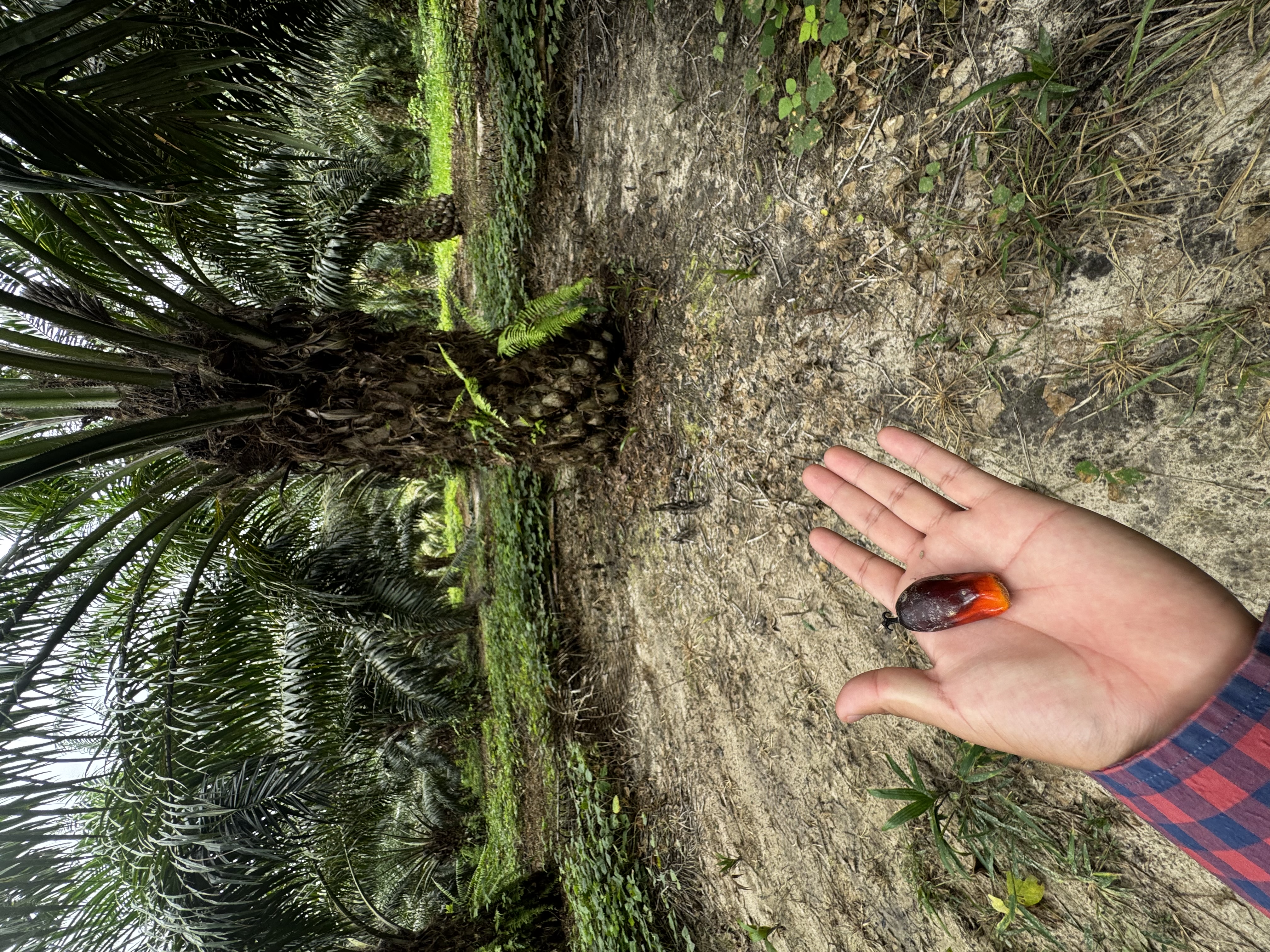 Fruto de palma aceitera sostenido en la mano