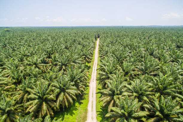 Plantación de palma aceitera vista desde el aire en Ucayali