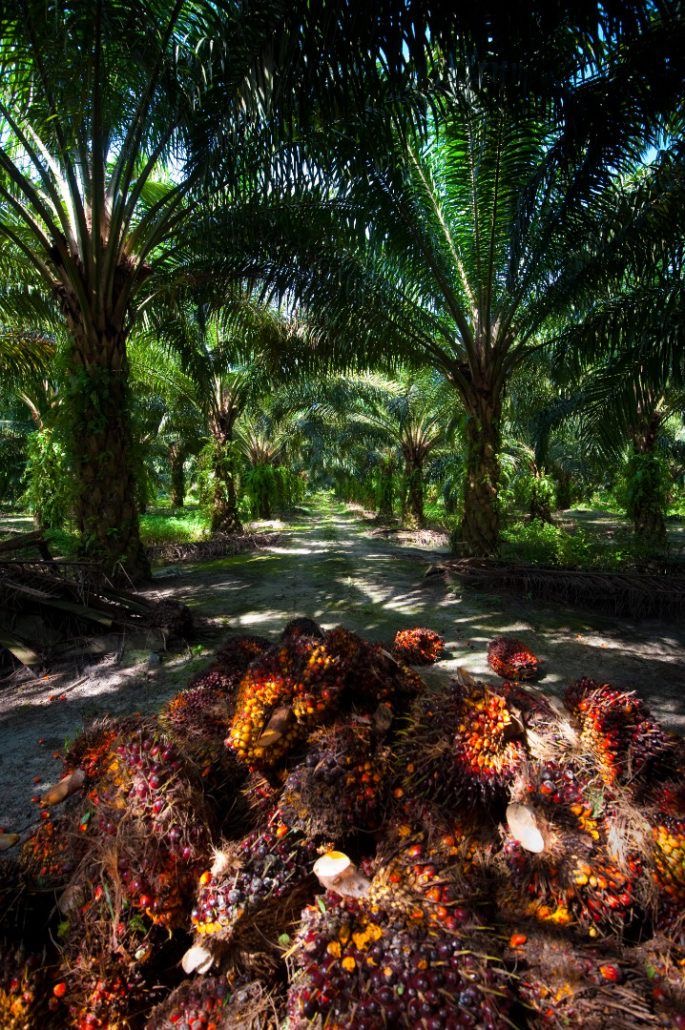 Palmeras con racimos de fruta fresca en el campo
