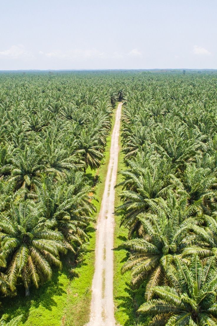 Plantación de palma en la Amazonía vista aérea