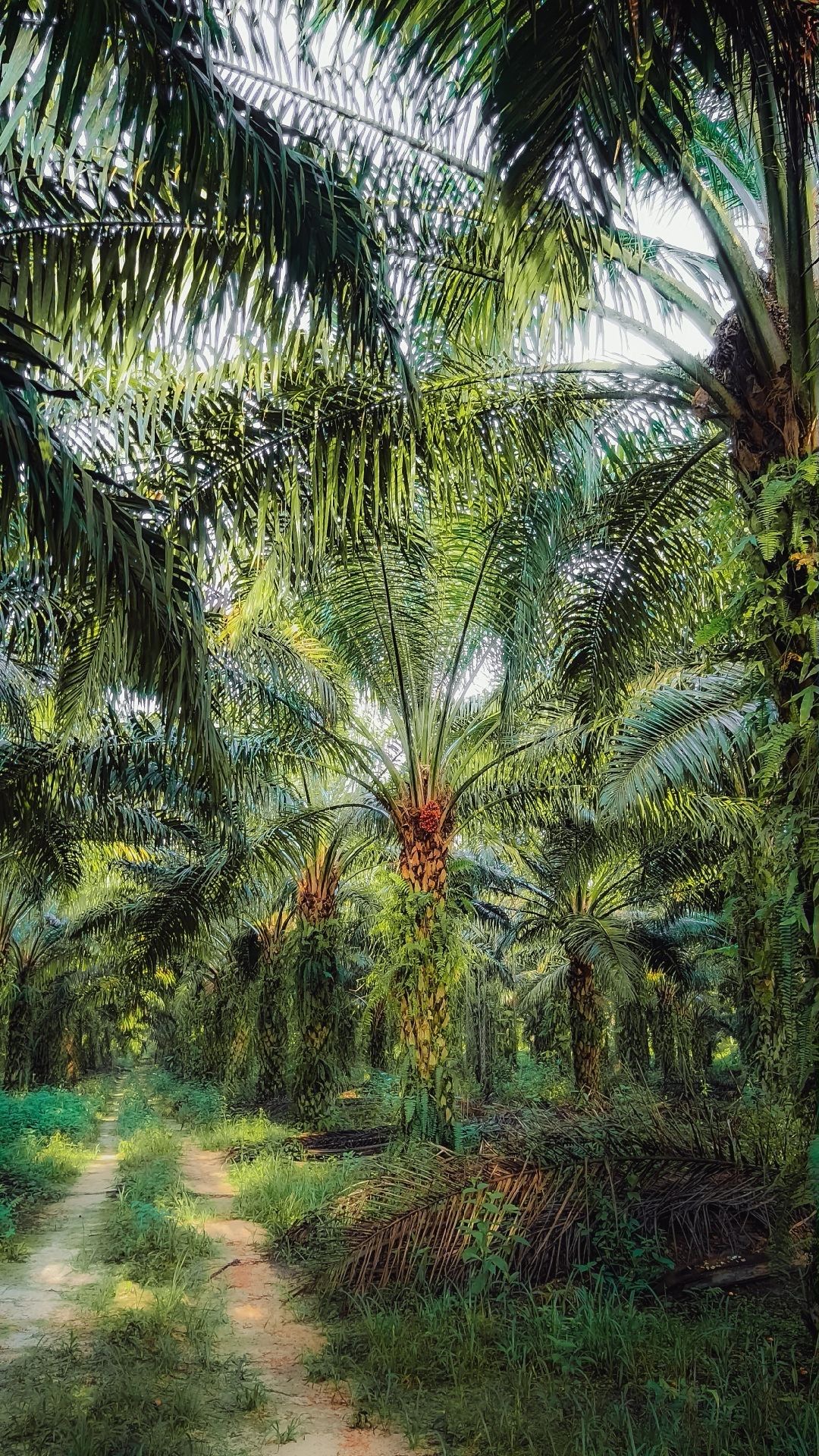 Vivero de palma